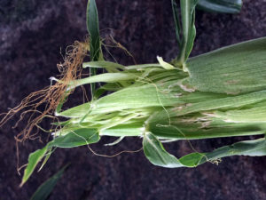 bird scratched corn