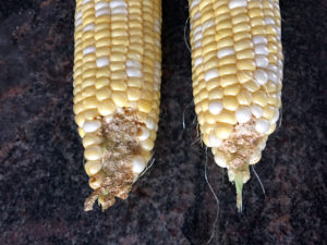 earworm corn