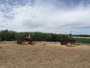 Petersen Family Farm corn field