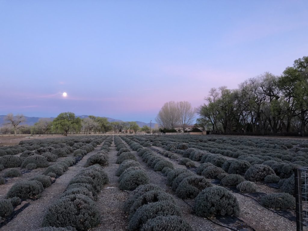 moon rising over the lavender fields at Los Poblanos